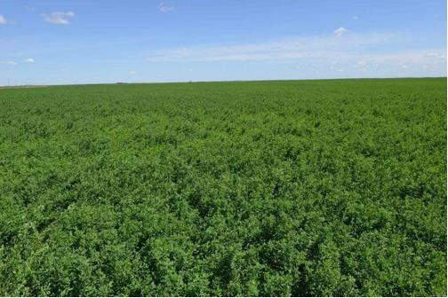 苜蓿種植與奶業(yè)發(fā)展需求相比，仍有很大差距，缺口將持續(xù)存在??