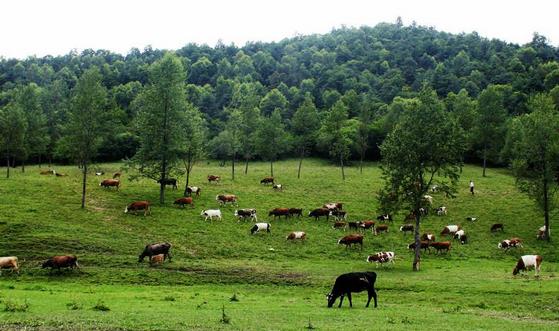 黃山市政府出臺《關(guān)于加快畜牧業(yè)轉(zhuǎn)型升級實(shí)現(xiàn)綠色發(fā)展的實(shí)施意見》，提升畜禽廢棄物資源化利用能力???