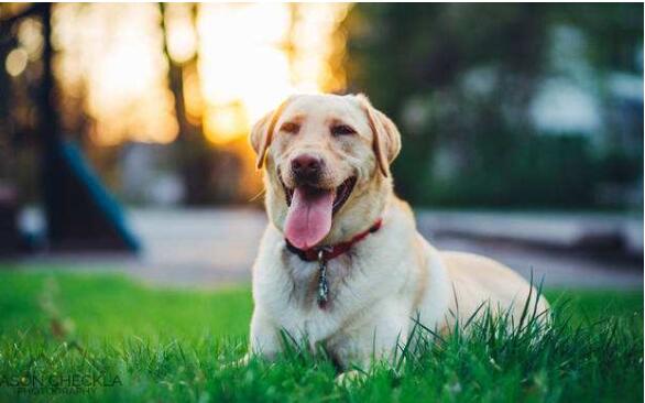 我國(guó)寵物行業(yè)市場(chǎng)潛力巨大，其寵物醫(yī)療行業(yè)也水漲船高