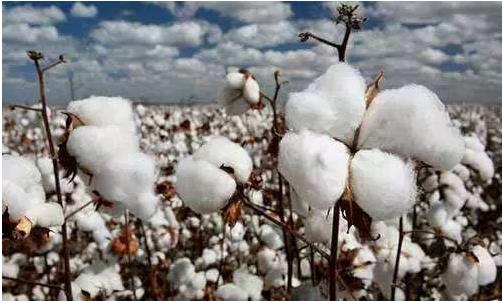 生產(chǎn)成本高、品質(zhì)中低端與高價(jià)格是我國(guó)棉花產(chǎn)業(yè)的最主要問(wèn)題