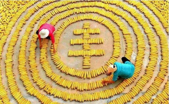 東北三省糧食產(chǎn)量達到2666億斤，約占全國糧食總產(chǎn)量的20.3%，黑龍江省繼續(xù)是全國糧食產(chǎn)量第一大省?????