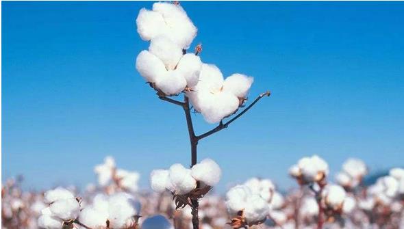 2018年，全國(guó)棉花種植面積為3352.3千公頃，比2017年增加157.6千公頃，增長(zhǎng)4.9%