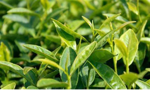 中國(guó)白茶產(chǎn)業(yè)持續(xù)呈現(xiàn)出量增價(jià)升的態(tài)勢(shì)，但更多的是在茶產(chǎn)業(yè)的提質(zhì)增效、轉(zhuǎn)型升級(jí)上