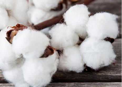 2019年1月我國(guó)累計(jì)進(jìn)口棉花27.99萬(wàn)噸，環(huán)比增加27.87%