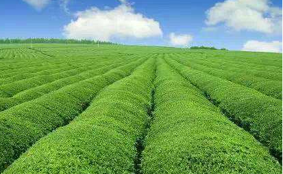 安徽:"雙減一增"助力蔬菜產(chǎn)業(yè)興旺